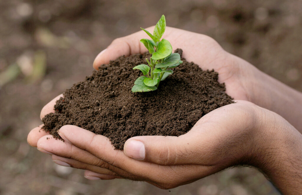 6. Plantando el futuro